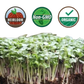 Organic Basic Salad Mix Microgreens - 38oz container