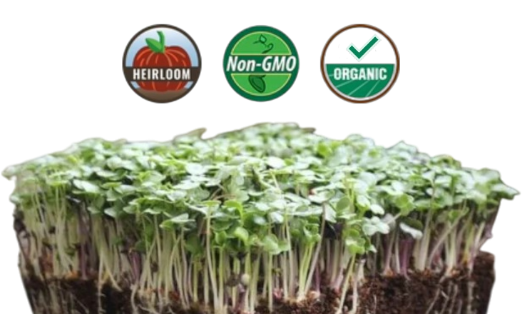 Organic Basic Salad Mix Microgreens - 38oz container