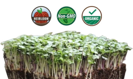 Organic Basic Salad Mix Microgreens - 38oz container