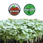 Basil Microgreens - 38oz container