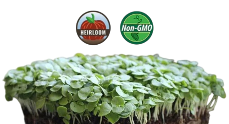 Basil Microgreens - 38oz container
