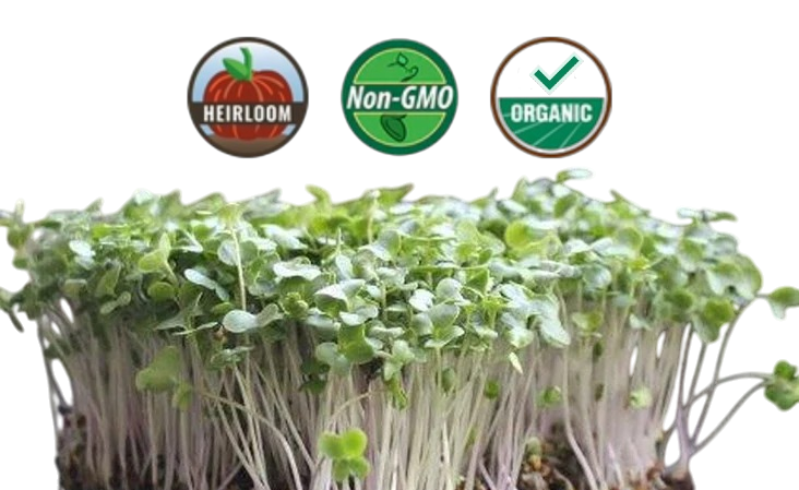 Organic Broccoli Microgreens - 38oz container