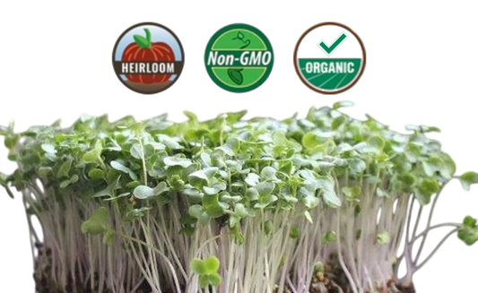 Organic Broccoli Microgreens - 38oz container