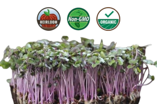 Organic Cabbage Microgreens - 38oz container