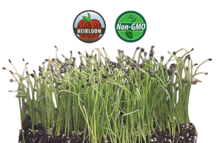 Chive Microgreens - 38oz container
