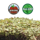 Greek Oregano Microgreens - 38oz container