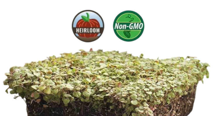 Greek Oregano Microgreens - 38oz container