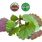 Lemon Balm Microgreens - 38oz container