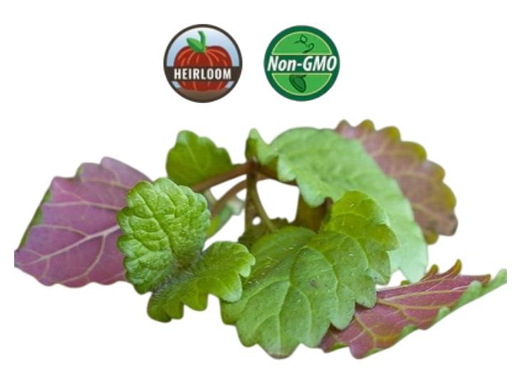 Lemon Balm Microgreens - 38oz container