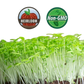 Parsley Microgreens - 38oz container