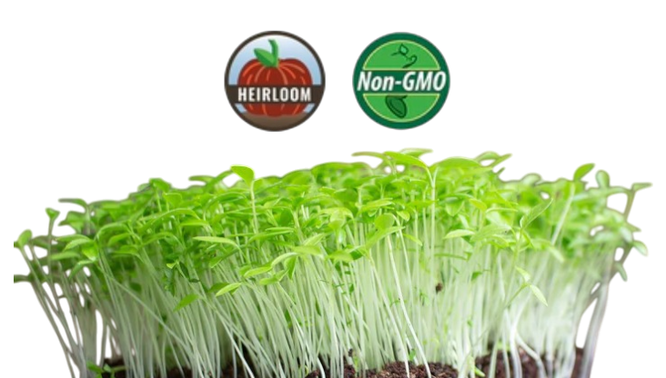 Parsley Microgreens - 38oz container