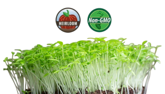 Parsley Microgreens - 38oz container