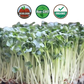 Organic Radish Microgreens - 38oz container