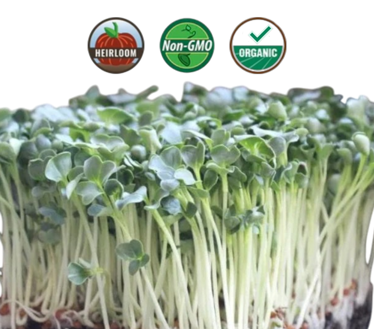 Organic Radish Microgreens - 38oz container