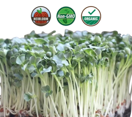 Organic Radish Microgreens - 38oz container