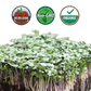 Organic Spicy Salad Mix Microgreens - 38oz container