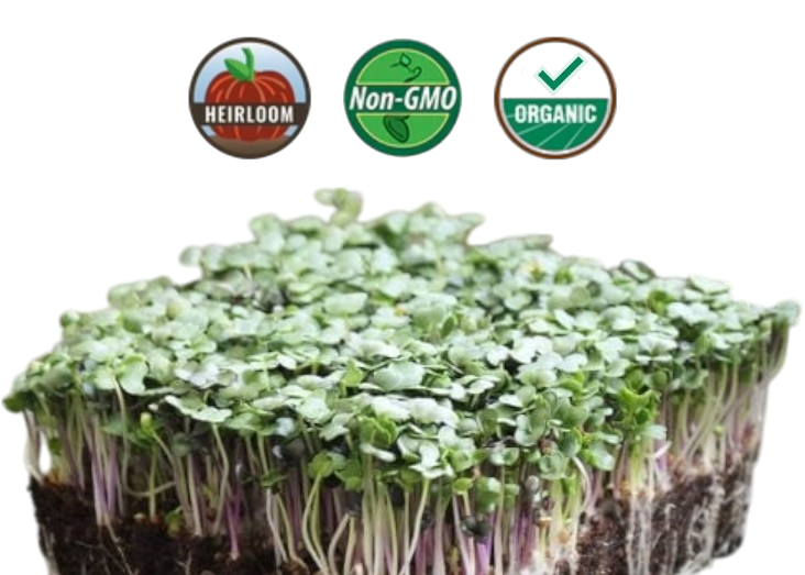 Organic Spicy Salad Mix Microgreens - 38oz container