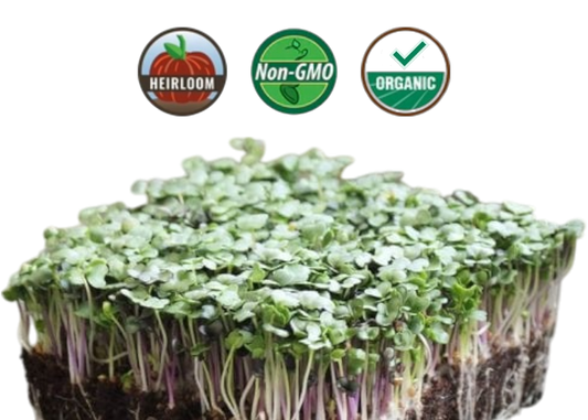 Organic Spicy Salad Mix Microgreens - 38oz container