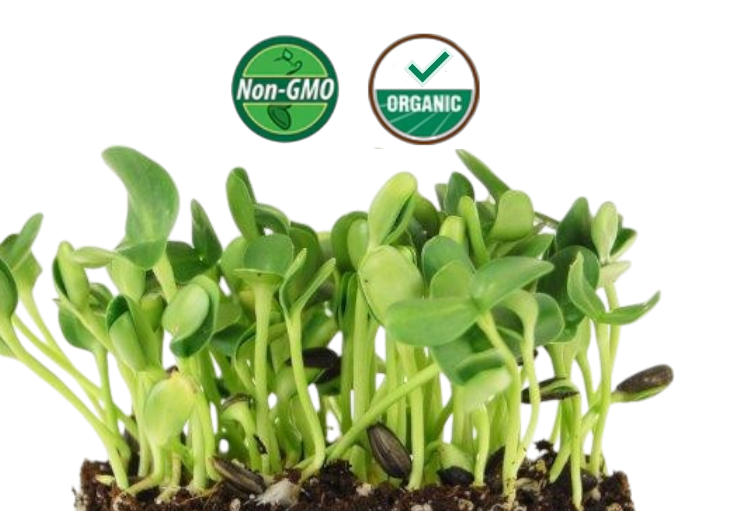 Organic Sunflower Microgreens - 38oz container