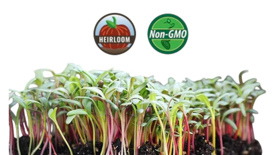 Rainbow Swiss Chard Microgreens - 38oz container